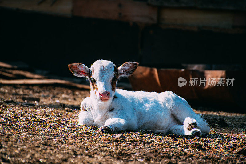 可爱的小牛躺在地上