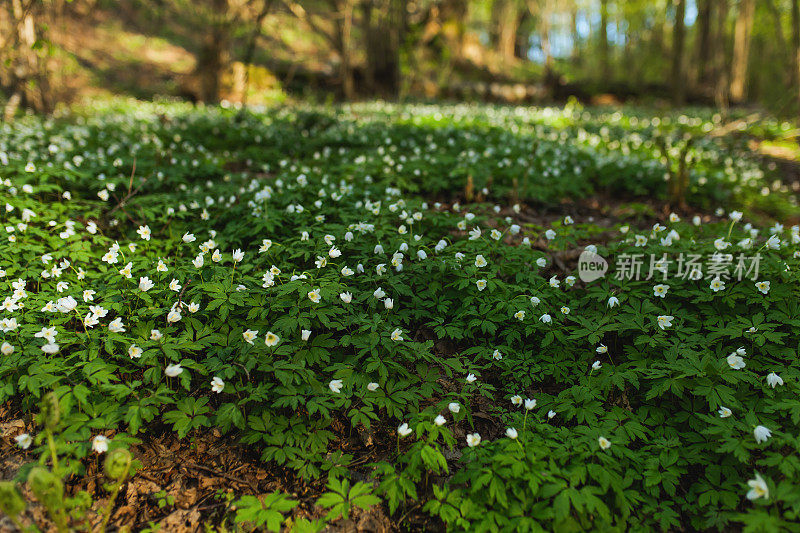 白色的春花。生物多样性。微距摄影。植物学