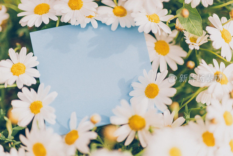 白色雏菊中间的蓝色小空纸卡片，作为复活节、春夏短信的原型