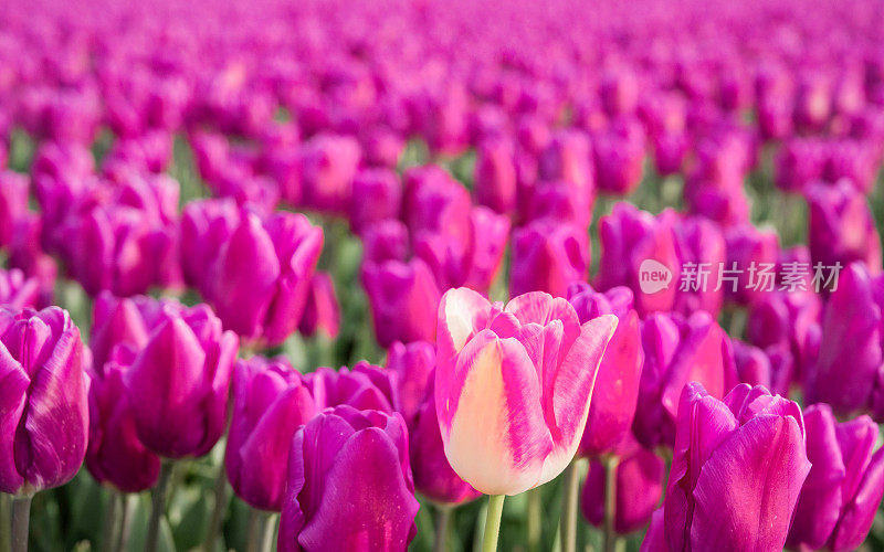 荷兰风景与盛开的郁金香田在春天，荷兰