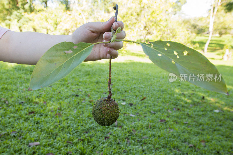 在夏威夷，把一个鳄梨放在树干上