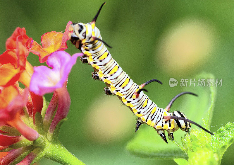 毛毛虫从花上爬下来——动物行为。