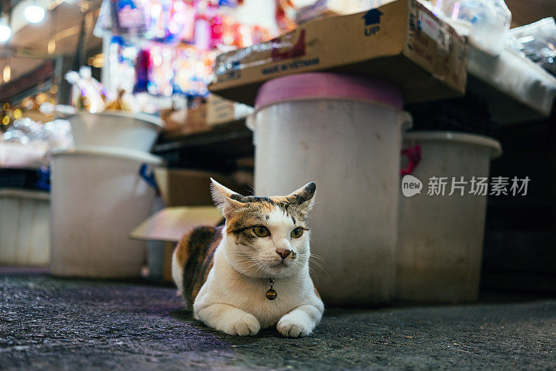 无家可归的猫