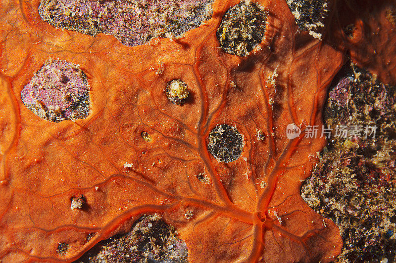 海洋生物橙色软海绵水生生物水肺潜水员的观点