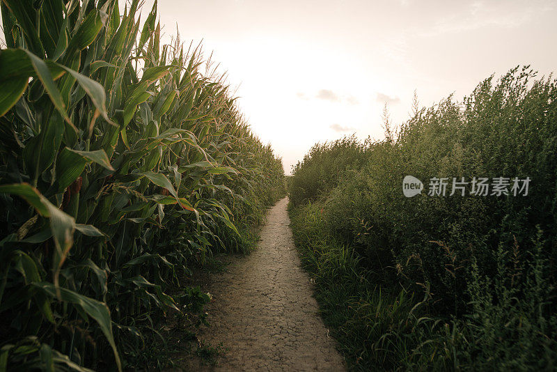 玉米种植园里的小路