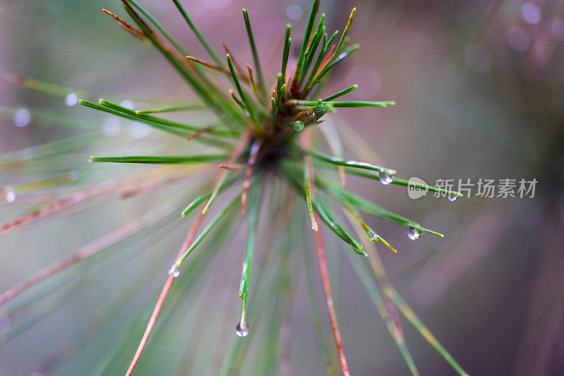 松树叶子上的雨滴