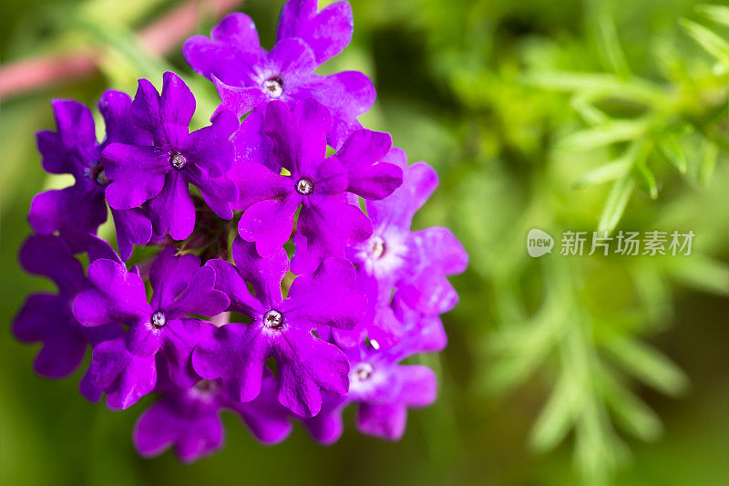 紫色马鞭草花头