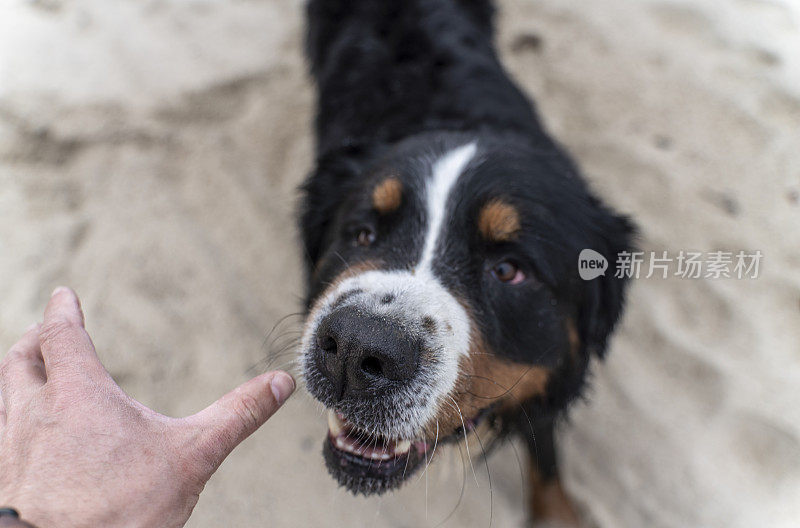 伯尔尼山犬zenenenhund正在沙滩上和主人玩耍，模仿攻击和打斗。