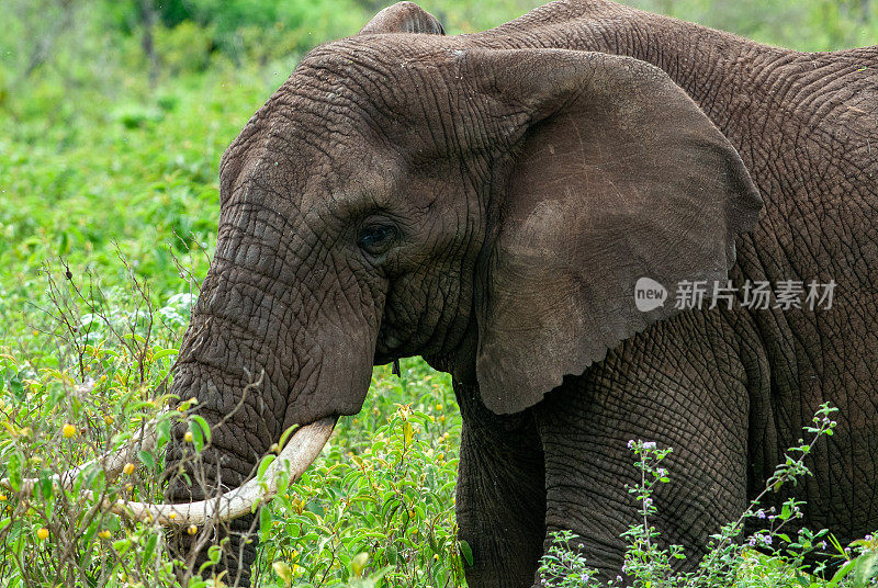坦桑尼亚恩戈罗恩戈罗保护区的非洲象