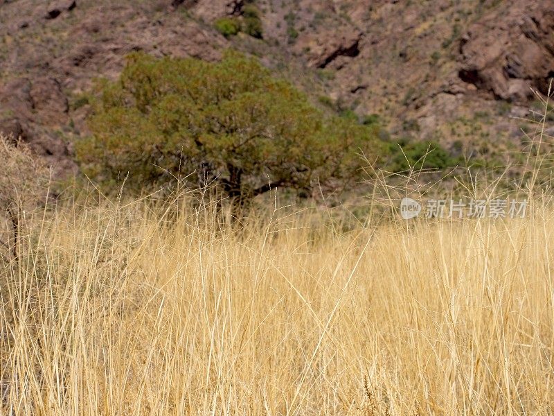 野草映衬着奥根山沙漠峰国家纪念碑新墨西哥州的岩石干旱景观