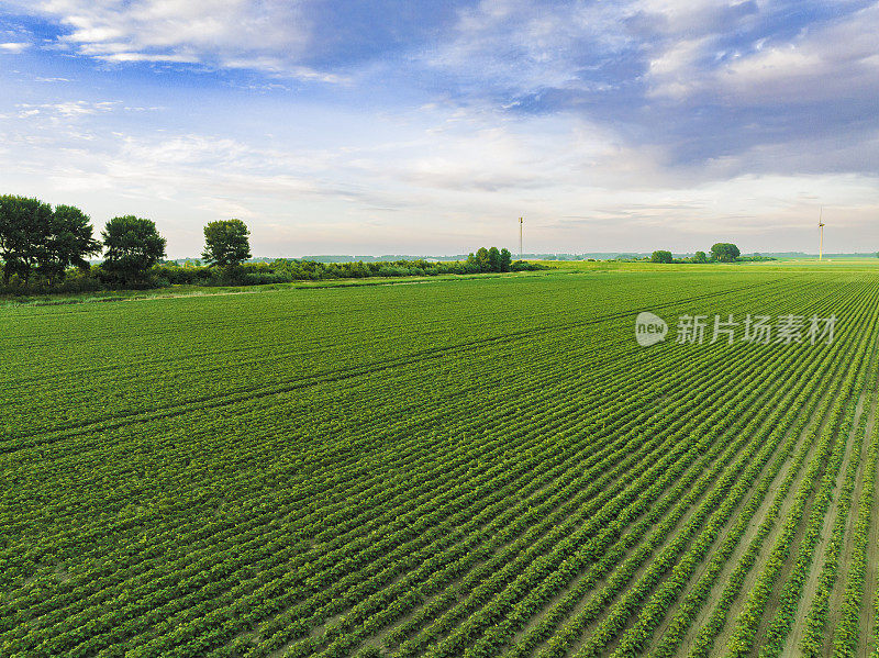 日落时分，绿植开花的田地里的土豆