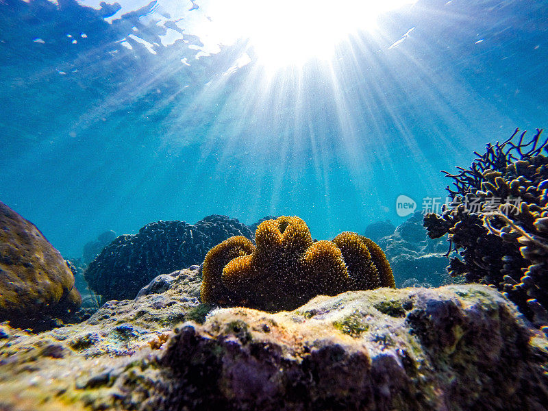 阳光照耀下的海葵形成的珊瑚礁-水下拍摄，长滩岛，菲律宾。