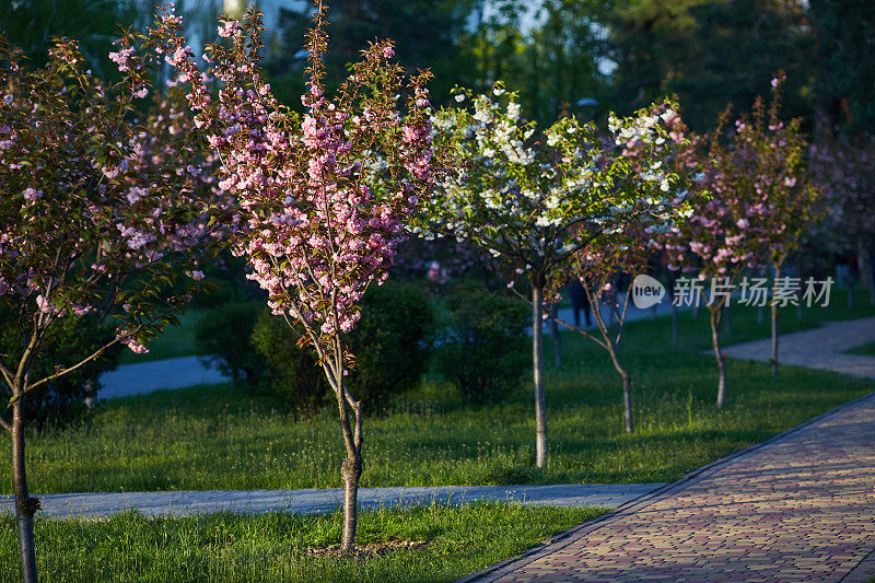 一个公园的形象与粉红色开花的樱花树小巷。春天的风景。小径上满是樱花树的幼苗。