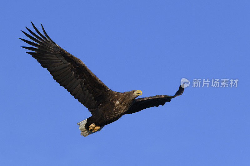 白尾鹰或海雕在挪威北部上空飞翔