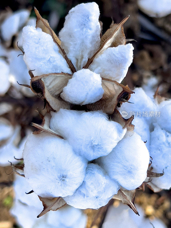 新英格兰和新南威尔士州的棉花种植