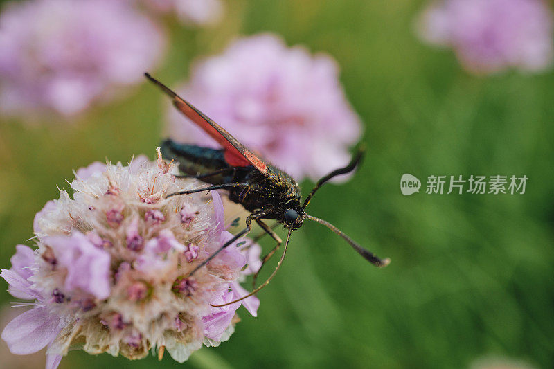 6月的一天，康沃尔郡纽基的彭泰特，一只翅膀红黑相间的蛾子正在吃一朵海葵花。