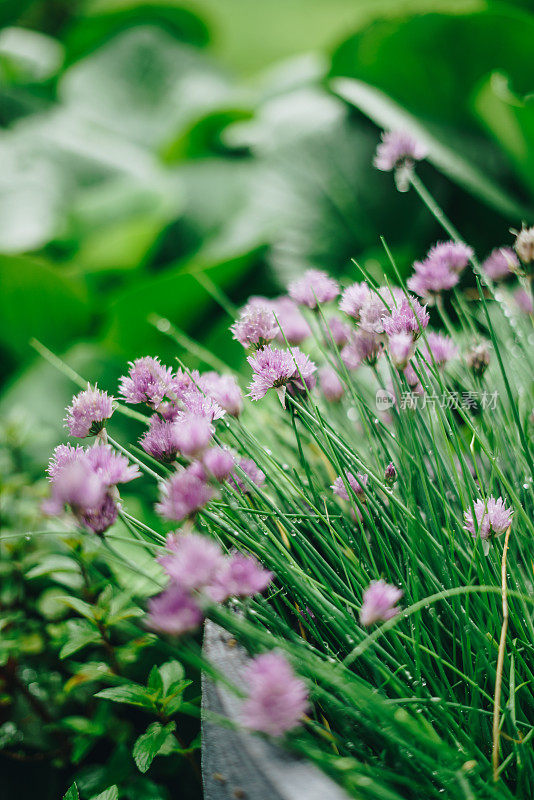 花园里的紫韭菜花