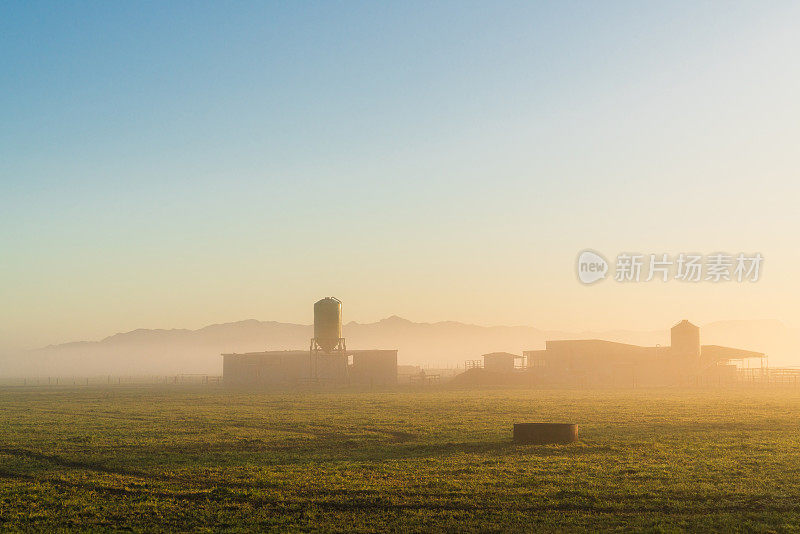 怀卡托地区的奶牛场。