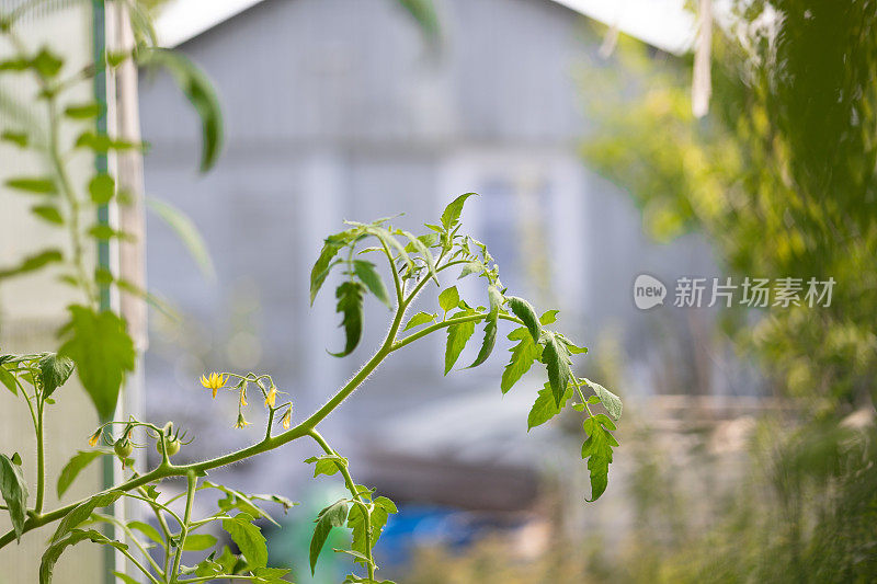 温室番茄