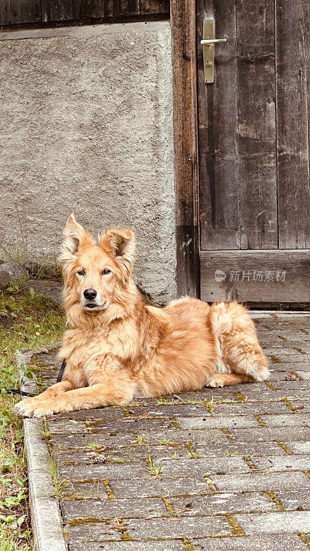 一只棕色的狗躺在门口的地上，望着看客