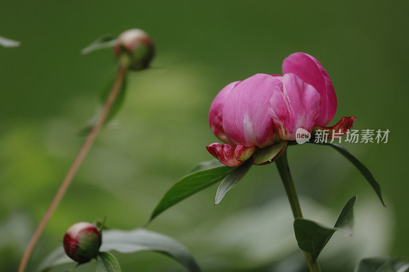 牡丹花蕾