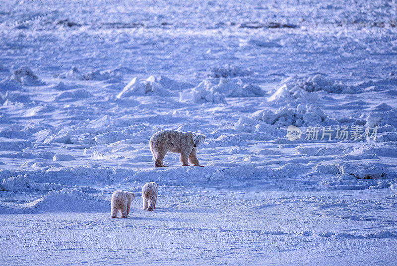 一只野生北极熊妈妈和她的两只幼崽在冰上行走