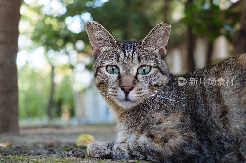 森林里可爱的虎斑猫