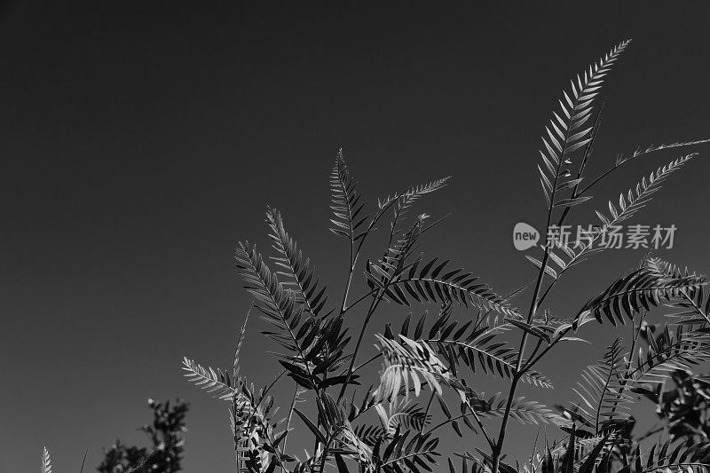 蓝花楹的叶子映衬着白天的天空