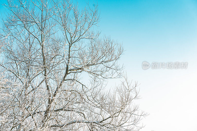 一个寒冷的早晨，本季的第一层雪