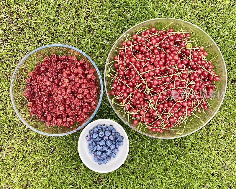 夏季浆果，蓝莓，日本酒莓和红醋栗