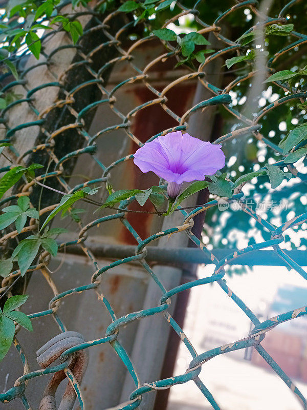 生机盎然的春天:清新的绿叶和开花的植物被铁链栅栏保护着