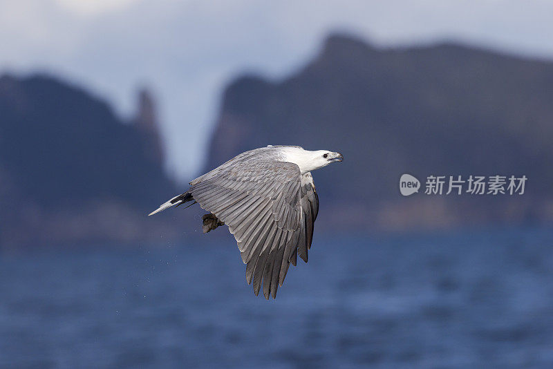 白腹海鹰，塔斯曼海，塔斯马尼亚，澳大利亚