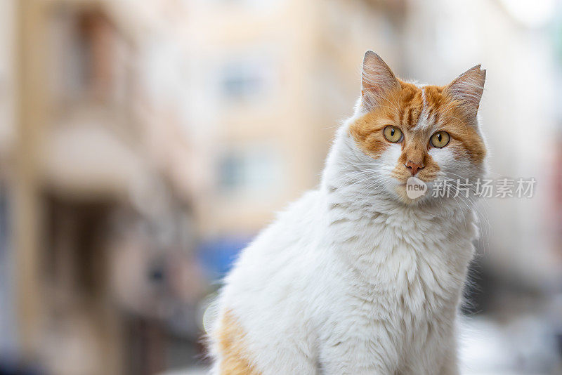 姜黄色的流浪猫坐在车上。