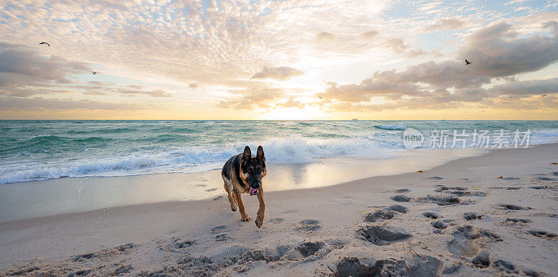 可爱的狗在日落时在海滩上玩耍