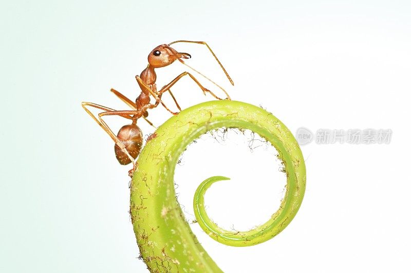 蚂蚁爬弯曲的燕窝蕨叶-动物行为。