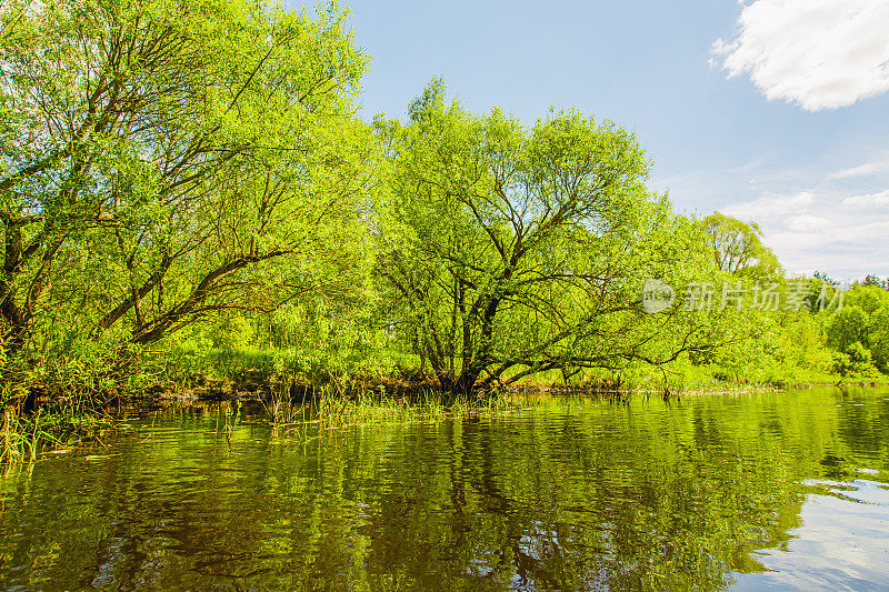 森林里的河。春天。保护自然。