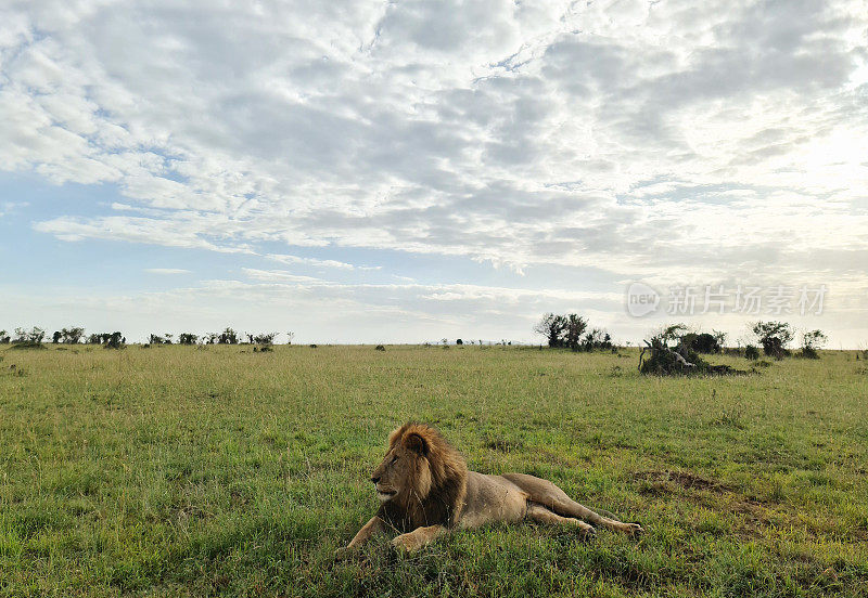 马赛马拉公园非洲大草原上令人印象深刻的野生狮子。