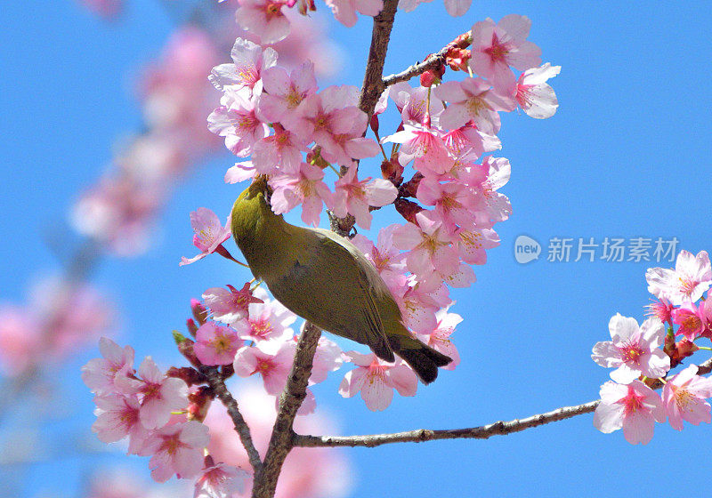 日本白眼鸟在蓝天下吮吸樱花花蜜