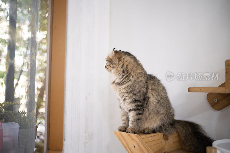 偷拍的猫咪坐在猫咪的房子上，带着好奇的情绪看着窗外，在家里的生活方式。