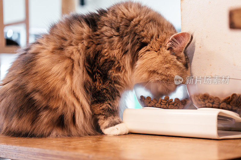 好奇的猫吃食物