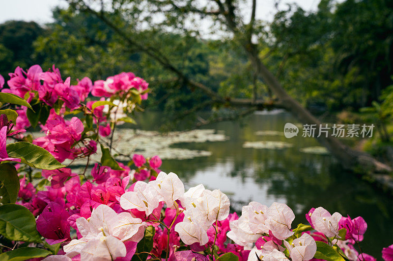 盛开的叶子花属