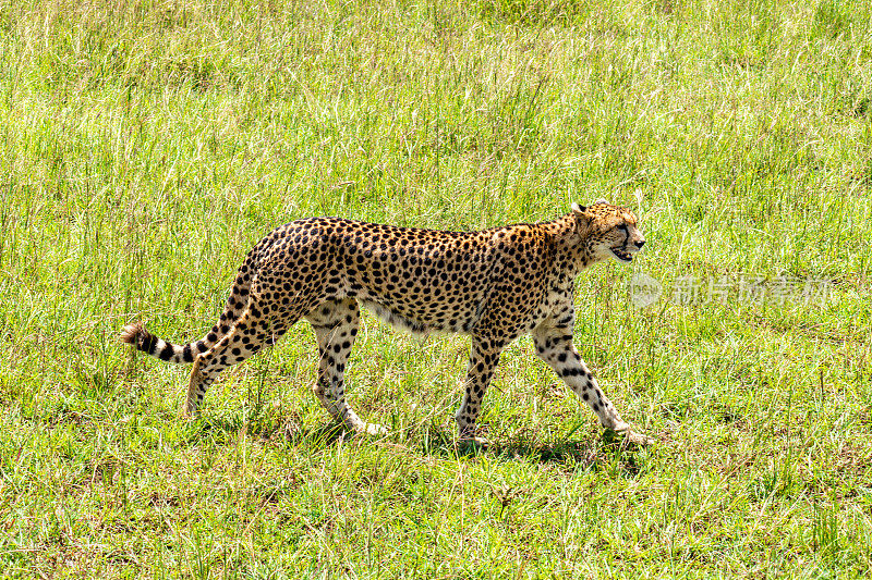 非洲坦桑尼亚塞伦盖蒂草原国家公园的豹子，野生动物全景