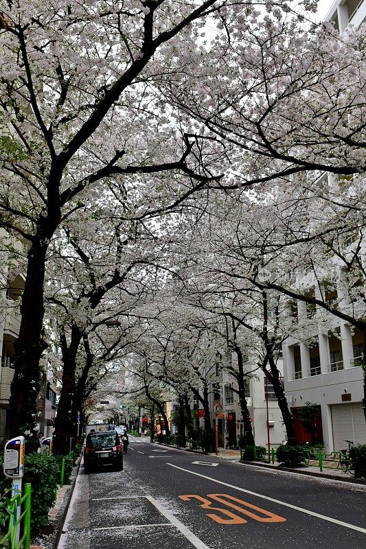 东京商业区樱花隧道:日本桥地区