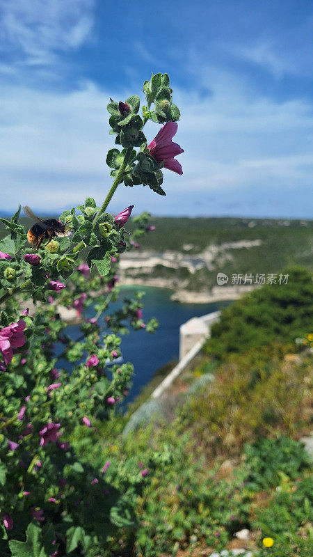 花与大黄蜂在博尼法西奥镇。法属科西嘉岛。