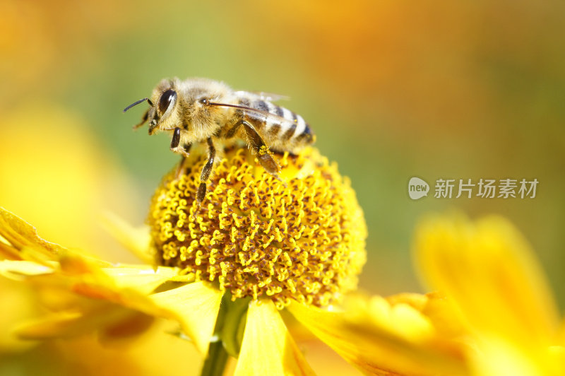 蜜蜂在黄色的氦花上
