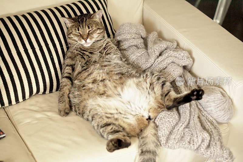 一只肥猫在沙发上休息