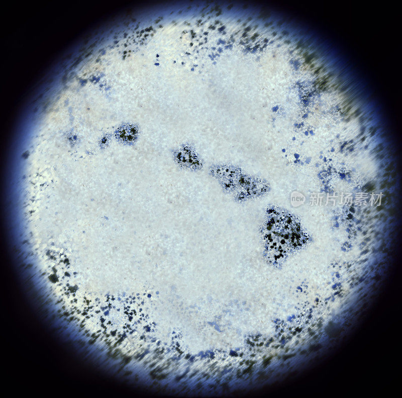 通过显微镜观察夏威夷形状的细菌。(系列)