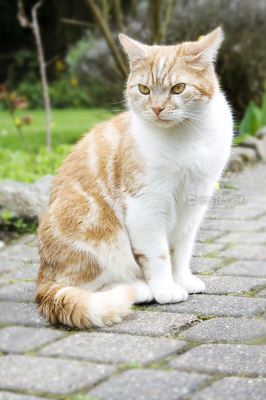 猫在花园