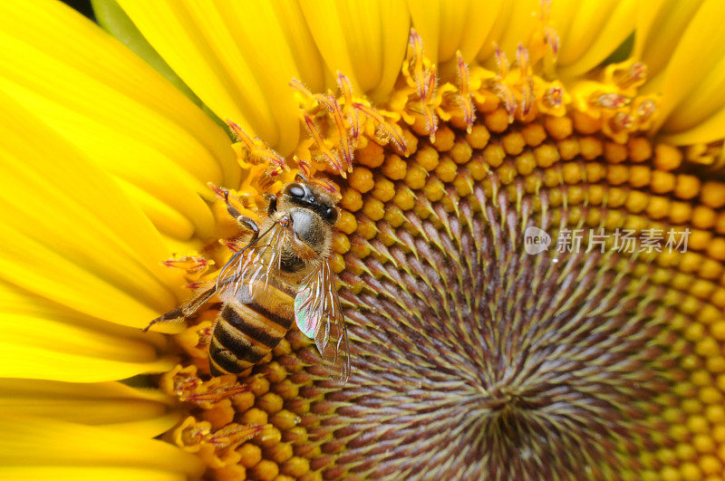 蜜蜂与花朵。