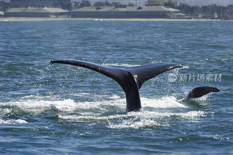 尾巴高出海面的座头鲸